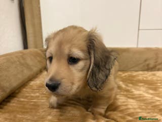 Miniature Dachshund dogs Kc registered longhaired miniature dachshunds - Advert 1