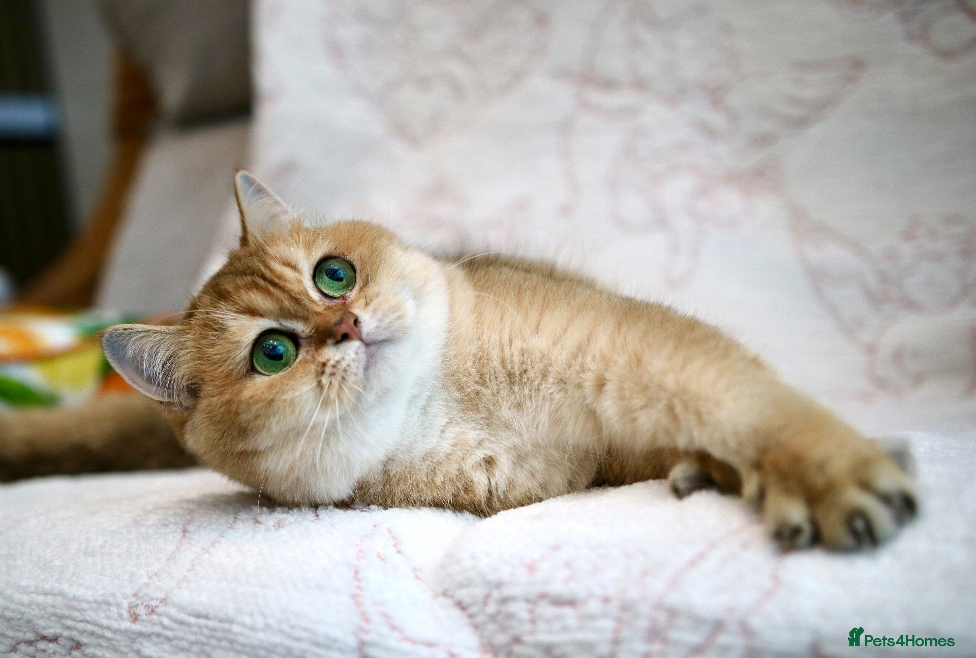 British Shorthair cats BSH Retired Queen, very young  - Advert 5