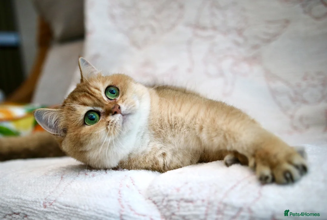 British Shorthair cats for sale: BSH Retired Queen, very young  - Advert 1