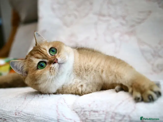British Shorthair cats BSH Retired Queen, very young - Advert 4