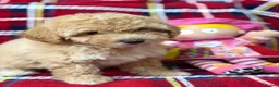 Poochon dogs for sale: Beautiful Teddy Bear Poochon Puppies  - Advert 20