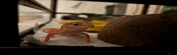 Leopard Gecko reptiles for sale: 🦎 Rainwater Albino Leopard Gecko in Harlow - Advert 3