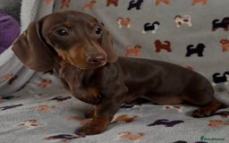 Dachshund dogs for sale: CHAMPION LINE KC REG MINI DACHSHUND GIRLS  - Image 10