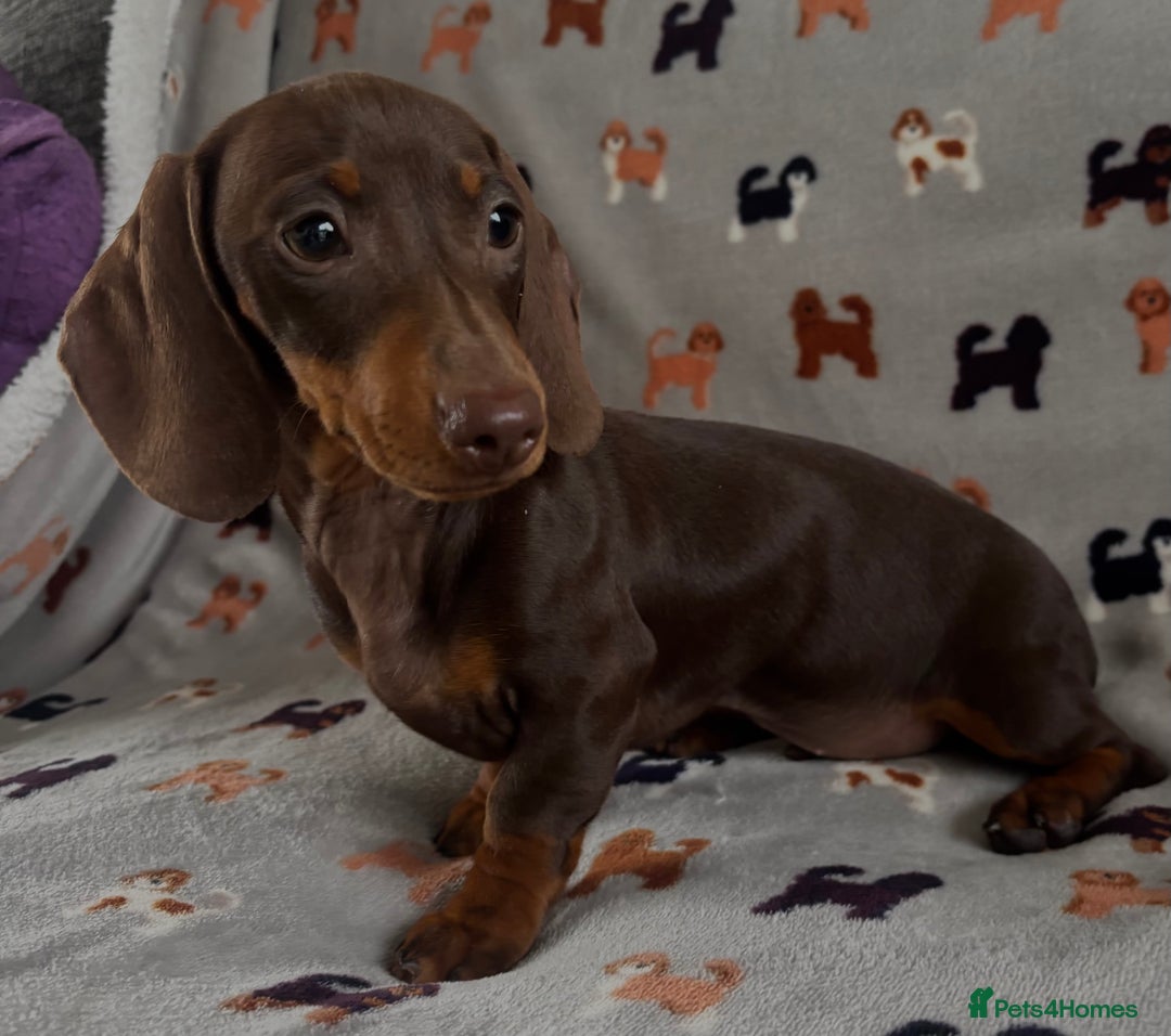 Dachshund dogs for sale: CHAMPION LINE KC REG MINI DACHSHUND GIRLS  - Image 10