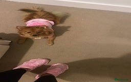 German Spitz dogs for sale: German Spitz girl  - Image 6