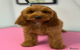 Cockapoo dogs for sale: F1 Show Cockapoo red Girl fully vaccinated  - Image 4