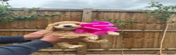 Cockapoo dogs for sale: Cockapoo F1 Gorgeous Puppies 🐶❤️ - Advert 22