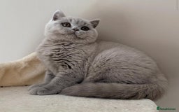 British Shorthair cats for sale: 🩷COMING SOON BUSHTAIL BABIES💙 - Image 4