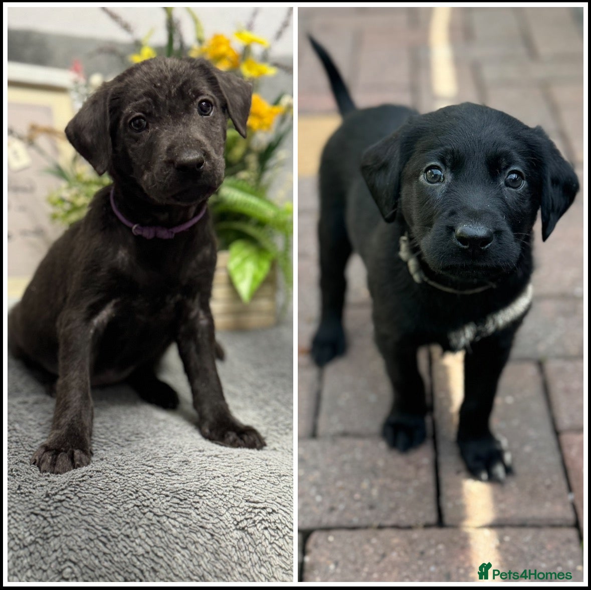 Labrador Retriever dogs 🐶 KC LABRADOR PUPPIES 🐶 - Advert 1