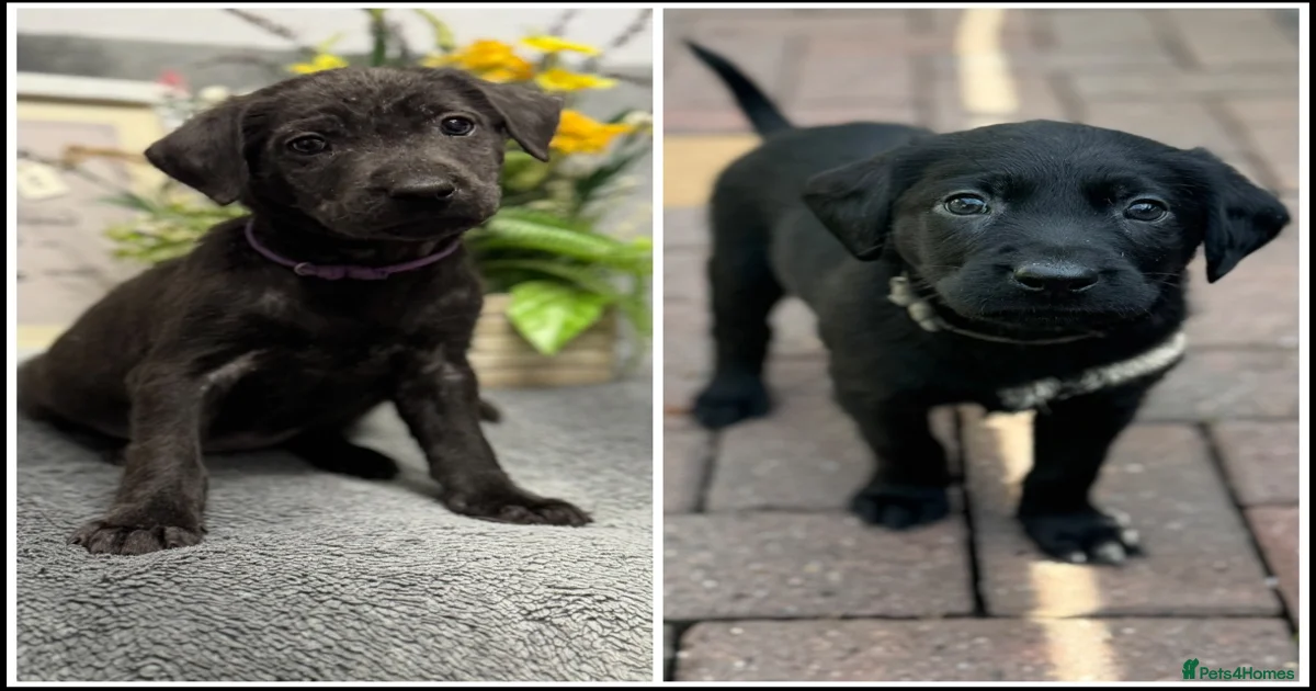 Puppy microchip cost Labrador Retriever Puppies for sale | Pets4Homes