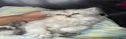 Persian cats for sale: Persian cat  - Advert 3