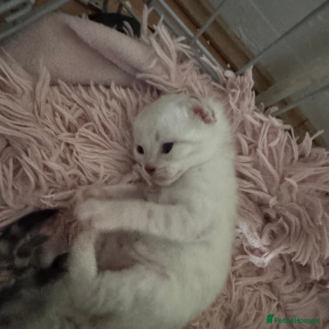 Bengal cats for sale: Beautiful Bengal Kittens - only GIRL available  - Advert 24