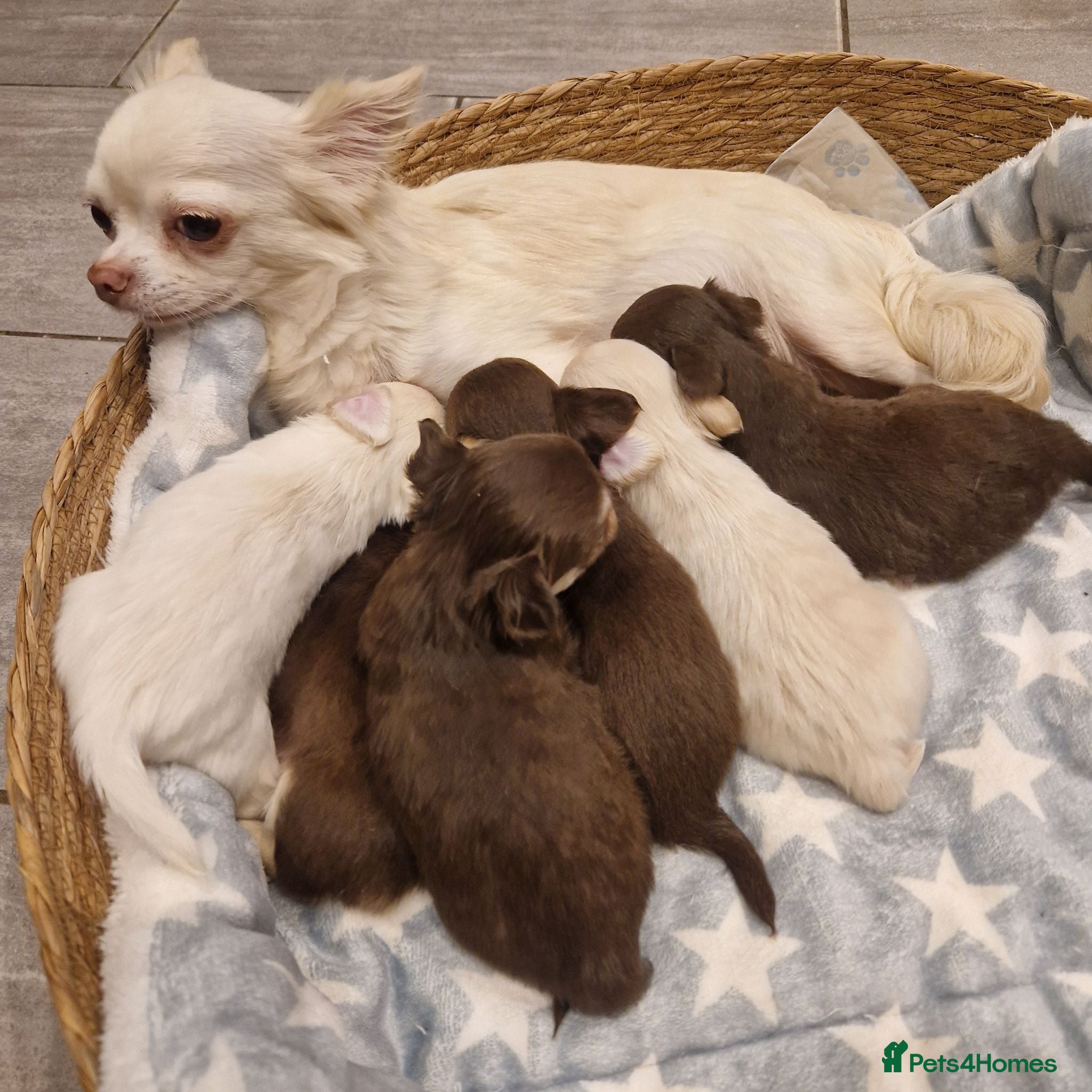 Chihuahua dogs Long coat Chihuahua puppies  - Advert 4