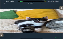 Mixed Breed cats for sale: 9 week old kitten - Image 3