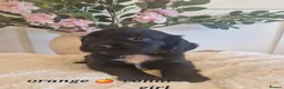 Sprocker dogs for sale:  Beautiful Sprocker puppies  in Pontypool - Advert 6
