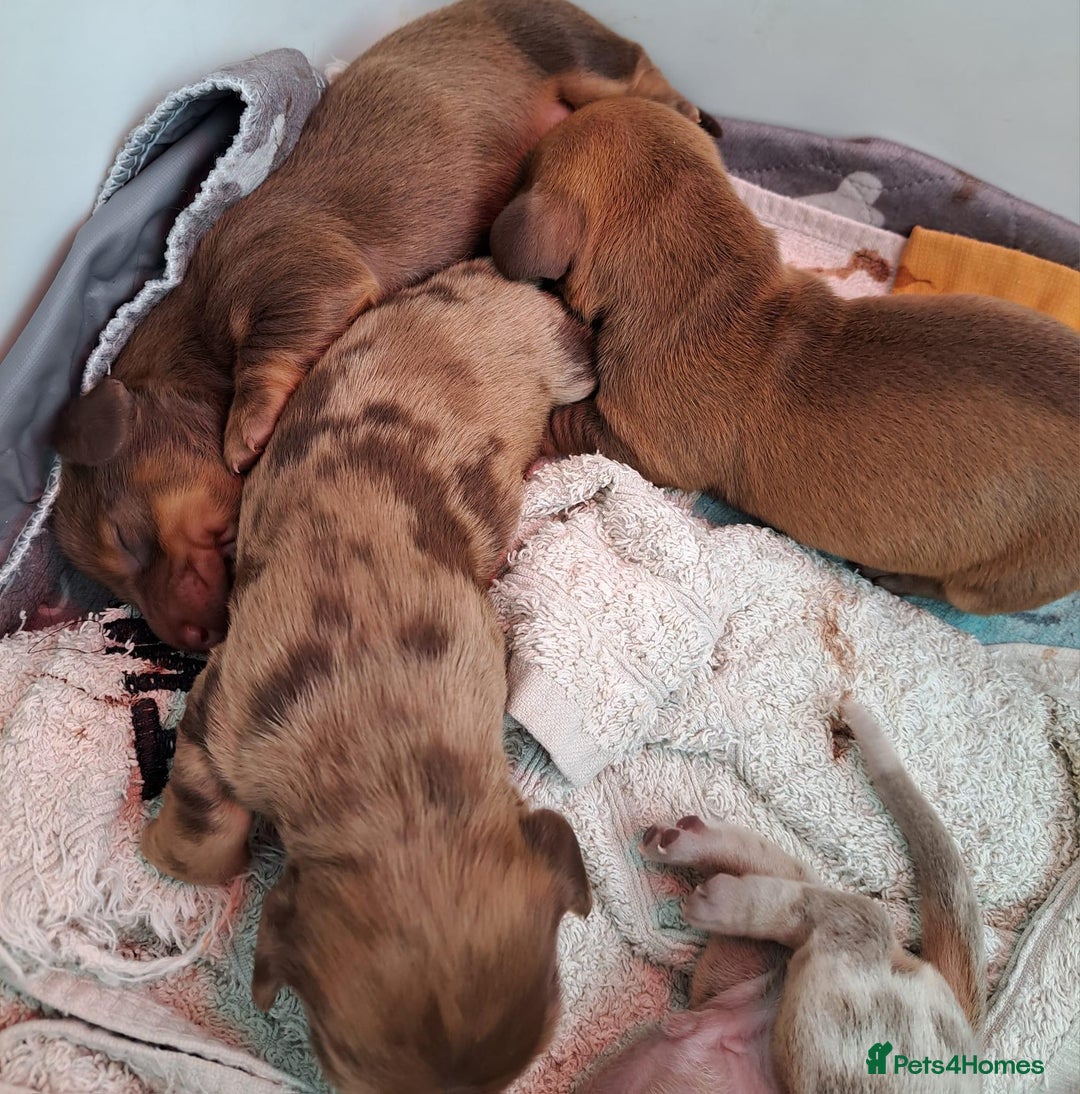 Miniature Dachshund dogs for stud: miniature dachshund stud  in Pontypridd - Advert 13