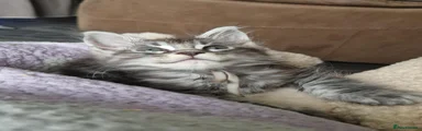 Maine Coon 2
