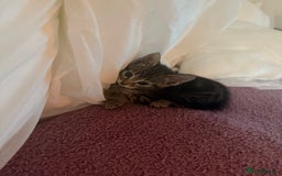 Mixed Breed cats for sale: 8 mixed colour Kittens - Image 1