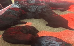 Cockapoo dogs for sale: Cockerpoo - Advert 5