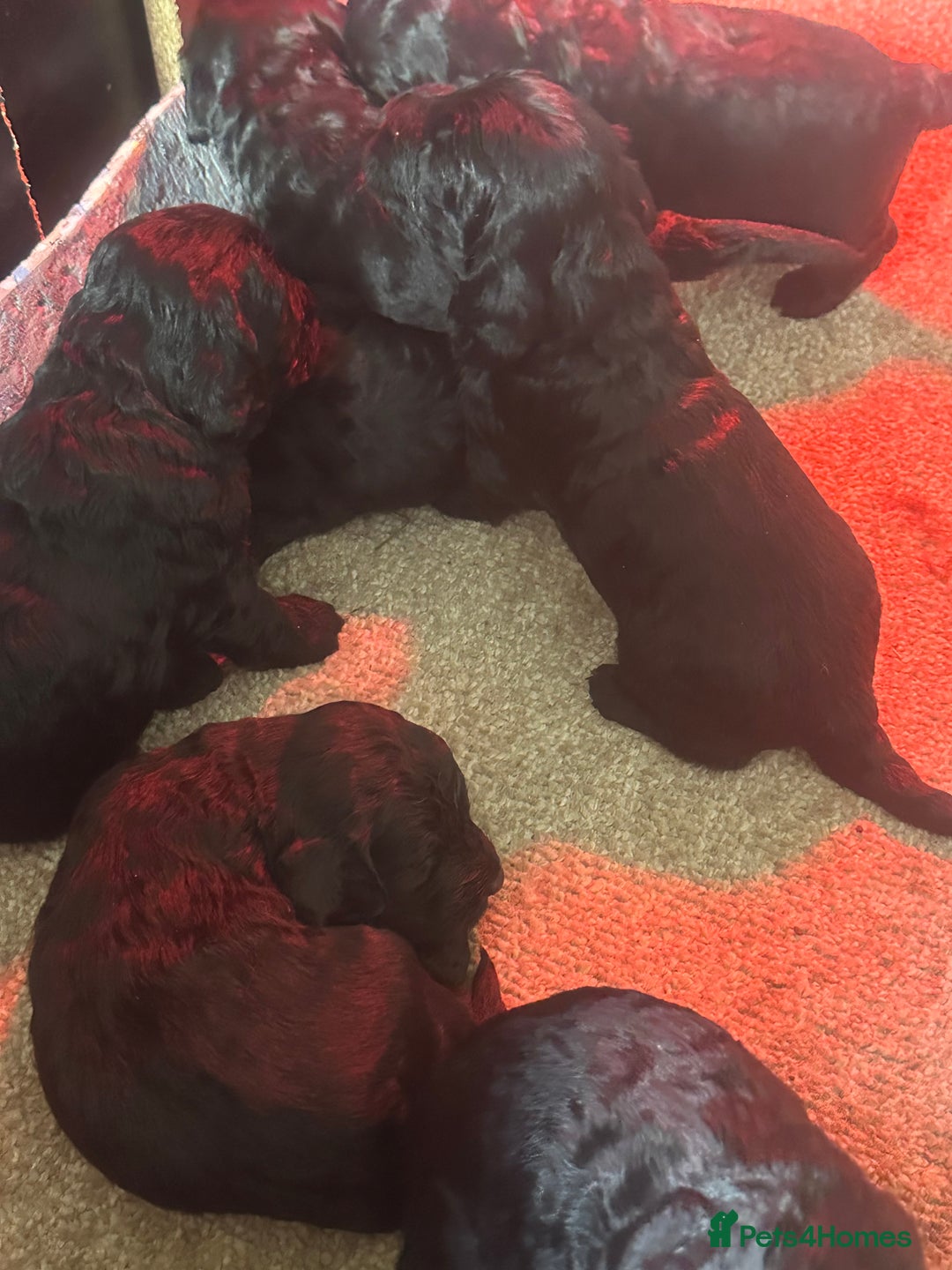 Cockapoo dogs for sale: Cockerpoo - Advert 5