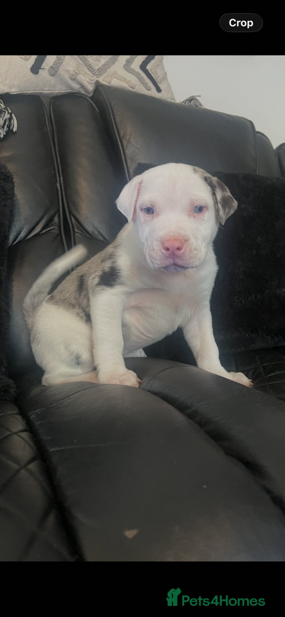 American Bull Staffy dogs American staff pups £750 Ono READY NOW  - Advert 6