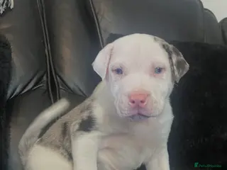 American Bull Staffy dogs American staff pups £750 Ono READY NOW - Advert 6