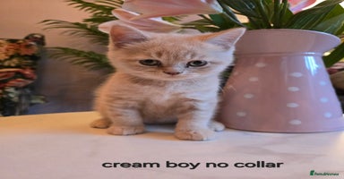 British Shorthair cats - Advert 4