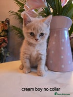 British Shorthair cats - Advert 4