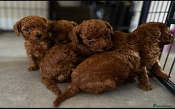 Toy Poodle dogs for sale: 🌸 Toy Poodle Puppies– Tiny Hearts Full of Love 🌸 - Image 11