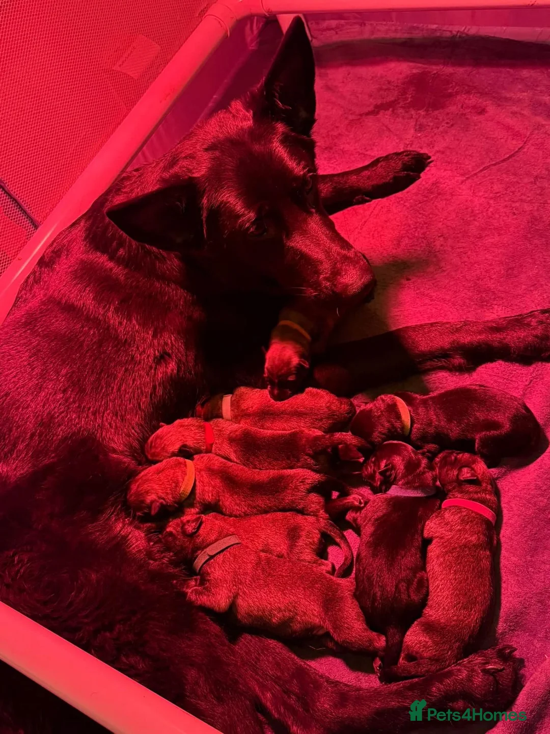 Mixed Breed dogs for sale: 🐾 German Shepherd × Belgian Malinois Puppies 🐾 in Burton-on-Trent - Advert 1