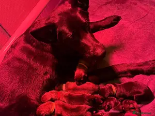 Mixed Breed dogs German Shepherd × Belgian Malinois Puppies - Advert 4