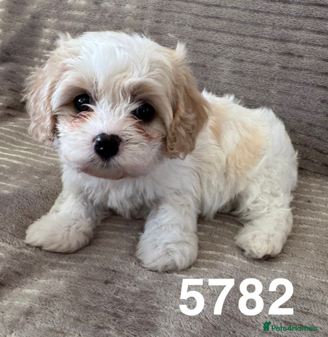 Cavachon dogs for sale: CAVACHON F1 PUPS DNA CLEAR - Advert 12