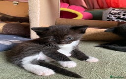Domestic Shorthair cats for sale: Tabby kittens for sale - Image 8