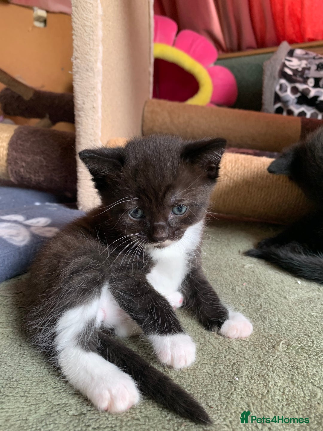 Domestic Shorthair cats for sale: Tabby kittens for sale - Image 8