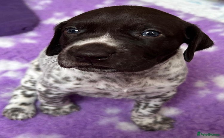 German Shorthaired Pointer dogs - Advert 1