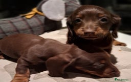 Miniature Dachshund dogs for sale: MINIATURE DASCHUND BOYS  - Advert 9