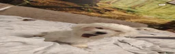 Maltese dogs for sale: New warm home's  in Plymouth - Advert 14