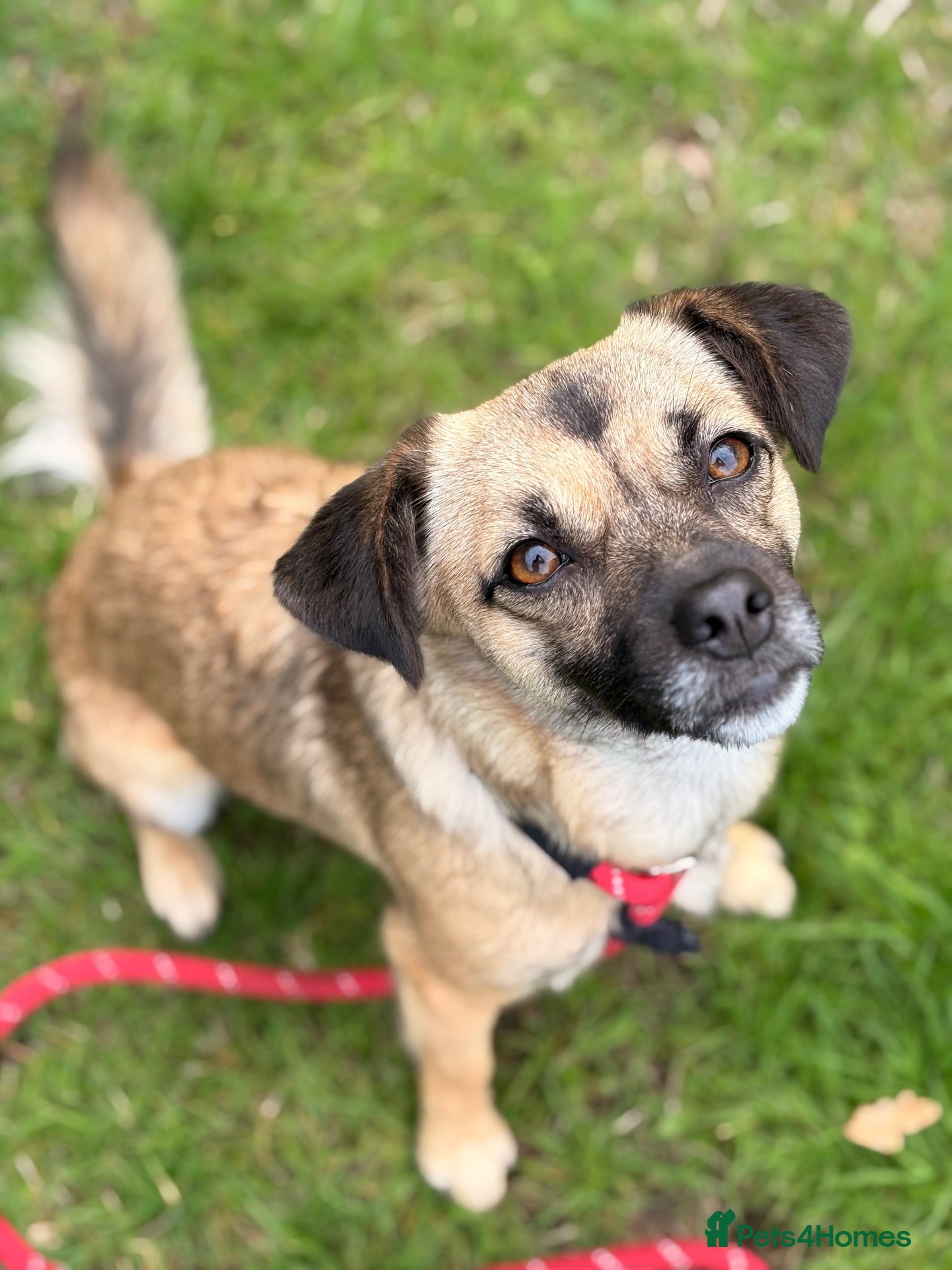Mixed Breed dogs Meet Marlene  12 months old  7kg Romanian mix  - Advert 14