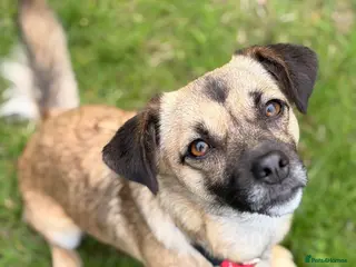 Mixed Breed dogs Meet Marlene 12 months old 7kg Romanian mix - Advert 14
