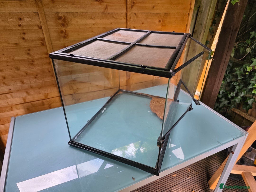 Frog reptiles for sale: Kit terrarium - Image 7