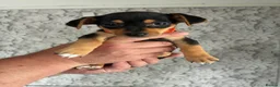 Jack Russell dogs for sale: 7 Litter Jack Russell pups  - Advert 14