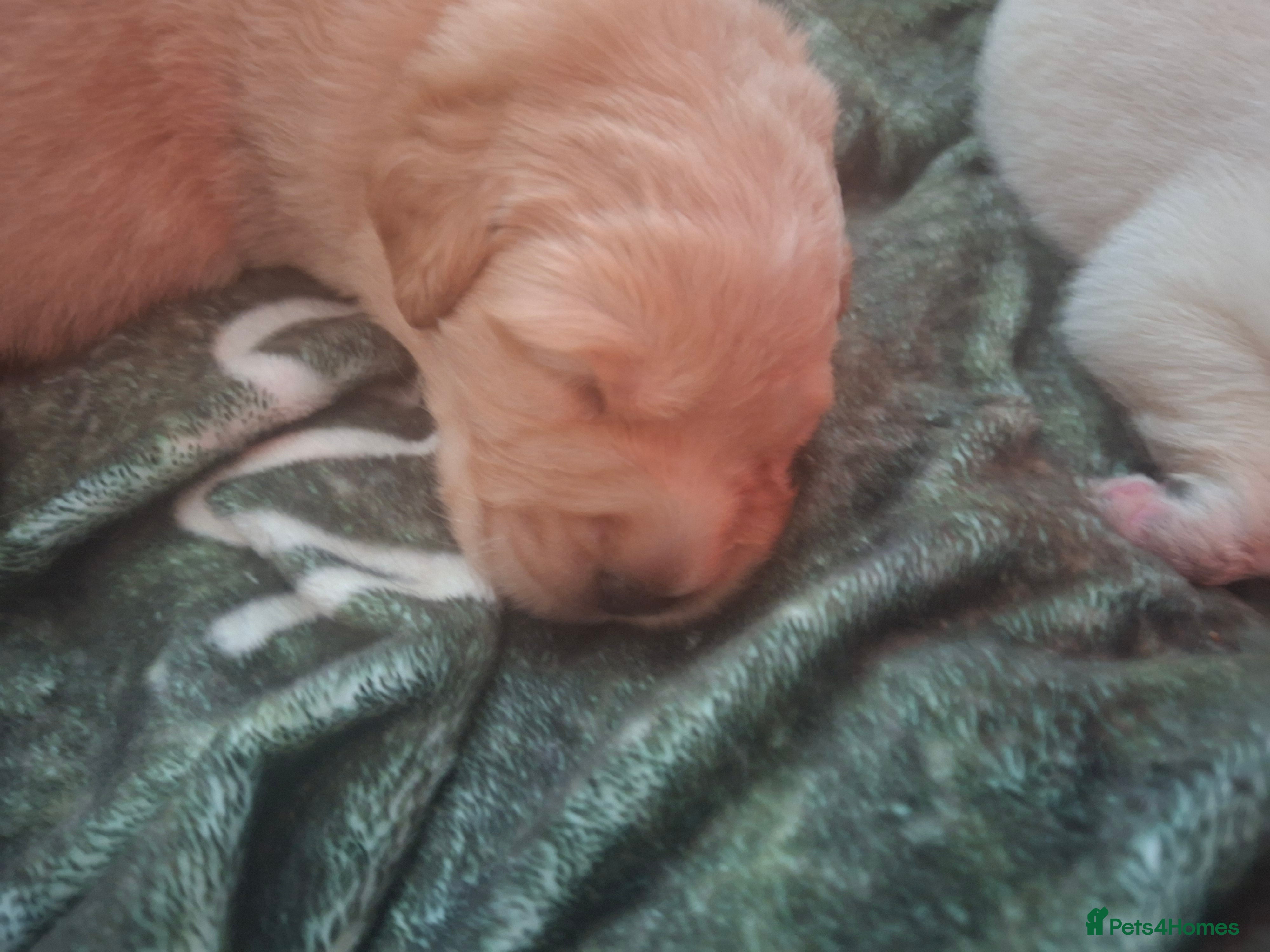 Mixed Breed dogs Gorgeous f1 border retreiver pups - Advert 3