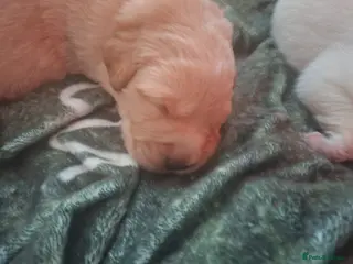 Mixed Breed dogs Gorgeous f1 border retreiver pups - Advert 3