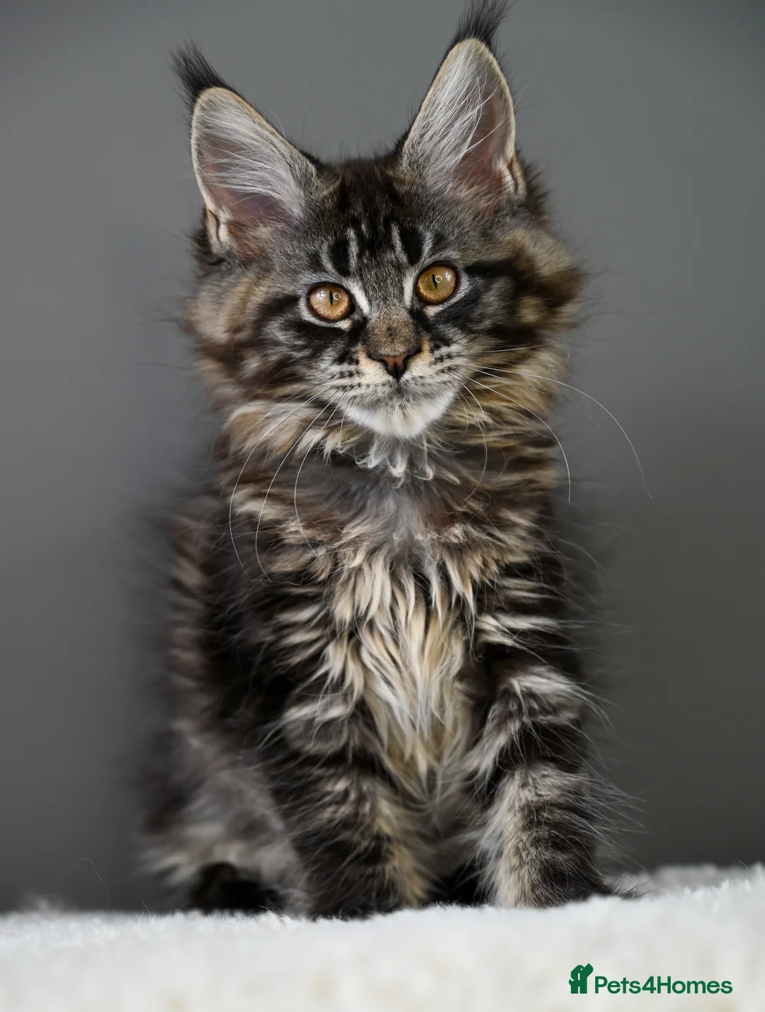 Maine Coon cats for sale: 🧬 STUNNING KITTENS - TICA REGISTERED 🎖️ - Advert 10