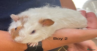 Guinea Pig rodents in Winsford - Advert 15