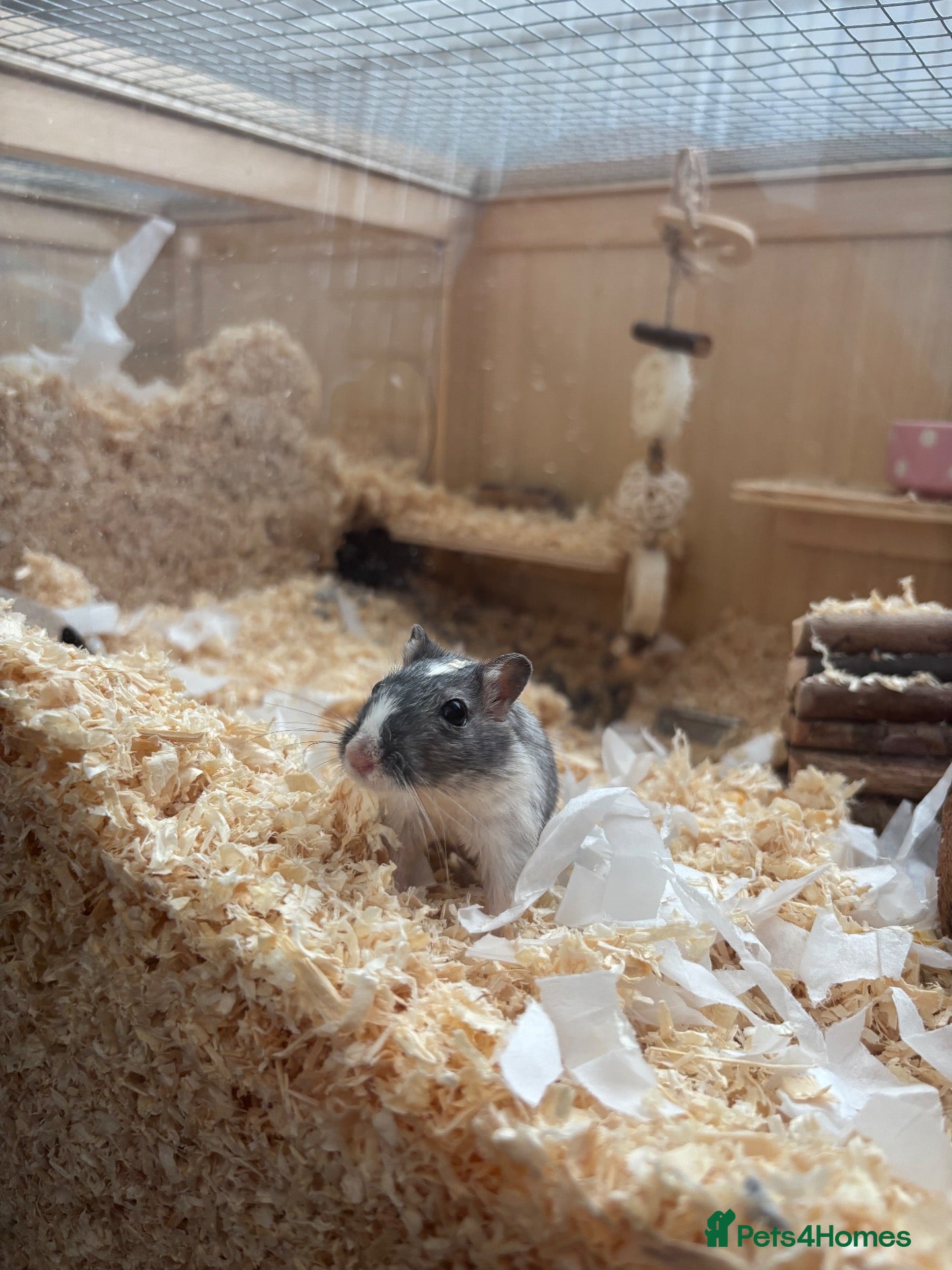 Gerbil rodents Gerbil for sale - Advert 1