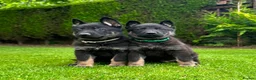German Shepherd dogs for sale: The ultimate german shepherd pups in Doncaster - Advert 7