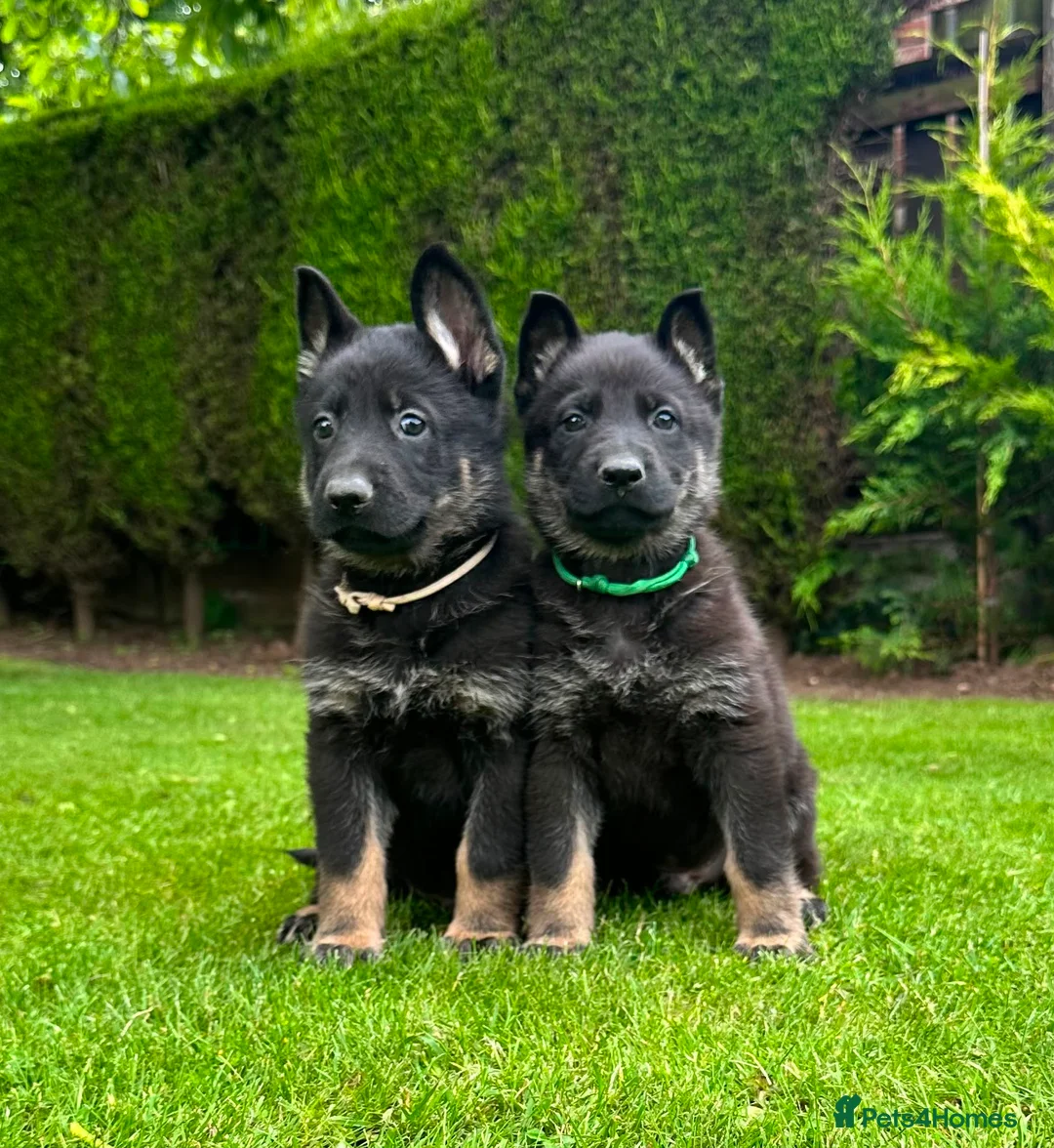 German Shepherd dogs for sale: The ultimate german shepherd pups in Doncaster - Advert 7