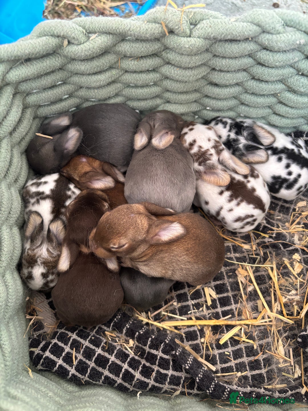 Rex rabbits for sale: Beautiful proven mini Rex doe for sale ✨ - Advert 7