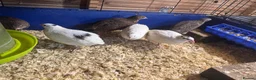 Quail poultry for sale: Female quail. POL. Laying hens.  - Advert 2
